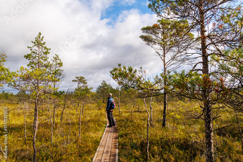 Male hiker walking on wooden trail through northern bog landscape with pine trees under partly cloudy sky, peaceful autumn nature scene, concept of hiking, solitude and eco tourism