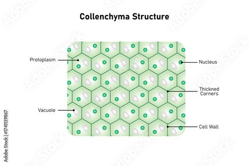 Collenchyma Plant Tissue Structure Science Design. Vector Illustration.