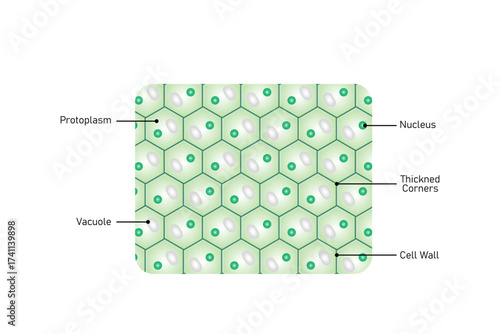 Collenchyma Plant Tissue Structure Science Design. Vector Illustration.