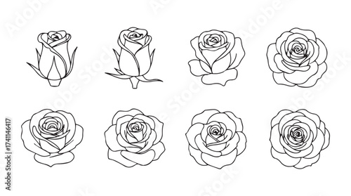 Collection of hand-drawn rose sketches showing different stages of bloom and petal detail vector