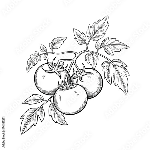 Hand drawn sketch of vine ripened tomatoes on the branch