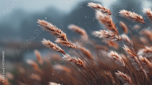 Delicate wild grass plumes bathed in soft light with dew drops clinging