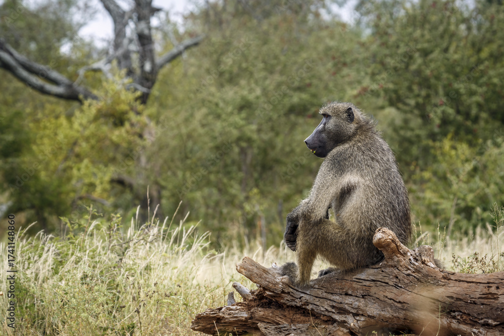 Fototapeta premium Chacma baboon male seated on a wood log in Kruger National park, South Africa ; Specie Papio ursinus family of Cercopithecidae