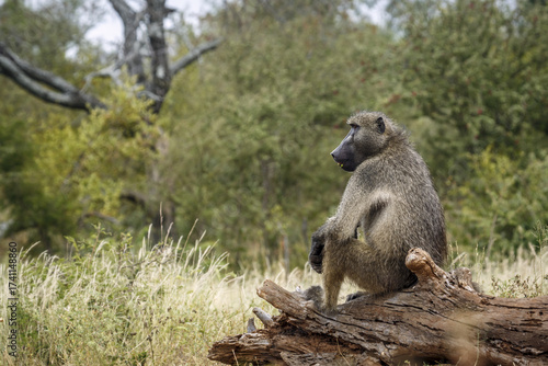 Photos Chacma baboon male seated on a wood log in Kruger National park, South Africa ;