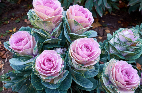 Garden flowerbed, decorative cauliflower, bright flowers