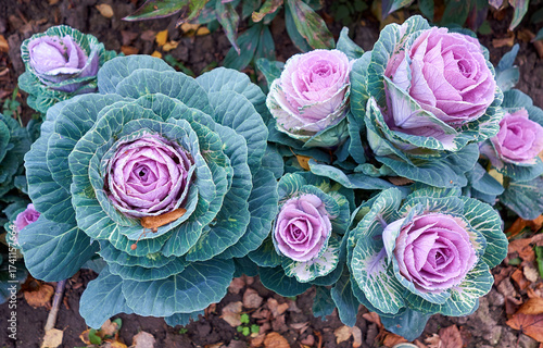 Garden flowerbed, decorative cauliflower, bright flowers