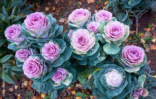 Garden flowerbed, decorative cauliflower, bright flowers