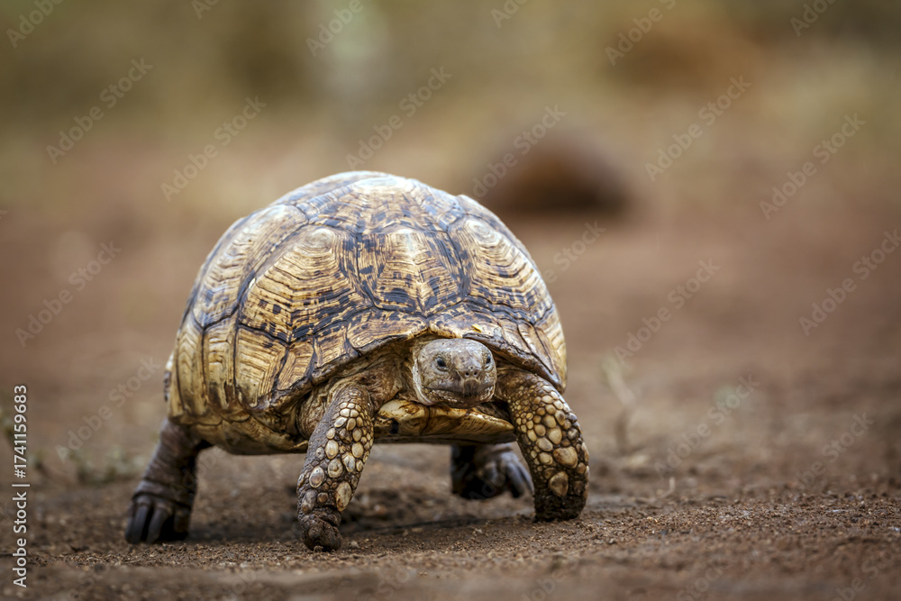 Obraz premium Leopard tortoise walking front view in Kgalagadi transfrontier park, South Africa ; Specie Stigmochelys pardalis family of Testudinidae