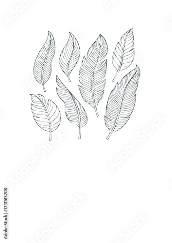 Feathery Elegance A Collection of Delicate Feather Illustrations