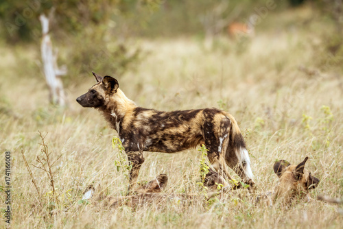 Obraz na plátne Three African wild dog in alert in dry savannah in Kruger National park, South A
