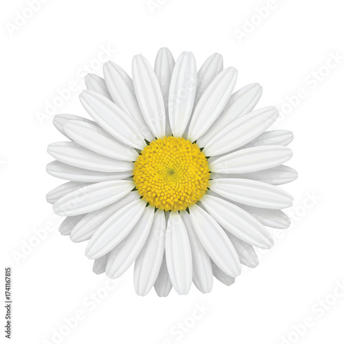 Bright white daisy flower with yellow core showing perfect symmetry and natural freshness