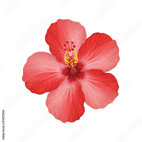 Red hibiscus flower with open petals and tropical appeal representing warmth and vitality
