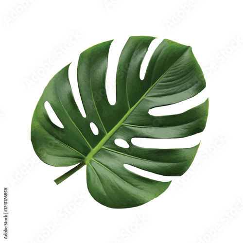 Tropical monstera leaf with natural glossy surface and bright green perforations representing wild beauty
