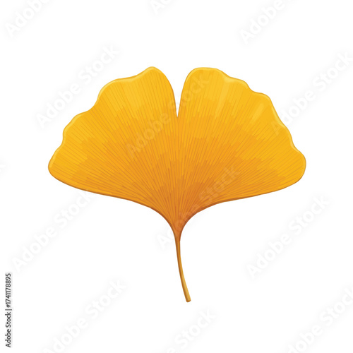 Golden yellow ginkgo leaf with unique fan shape isolated on white background