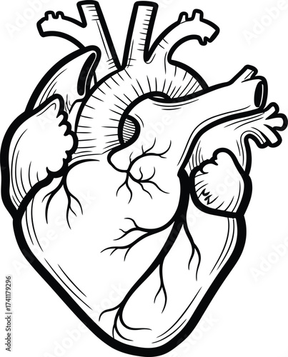 Anatomical human heart medical illustration. Cardiovascular system organ in a black and white line art style.