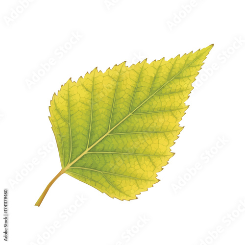Single greenish yellow birch leaf with fine veins and natural autumn transition texture