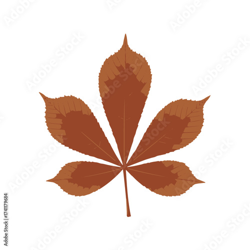 Brown five lobed chestnut leaf with crisp autumn tone isolated on white background