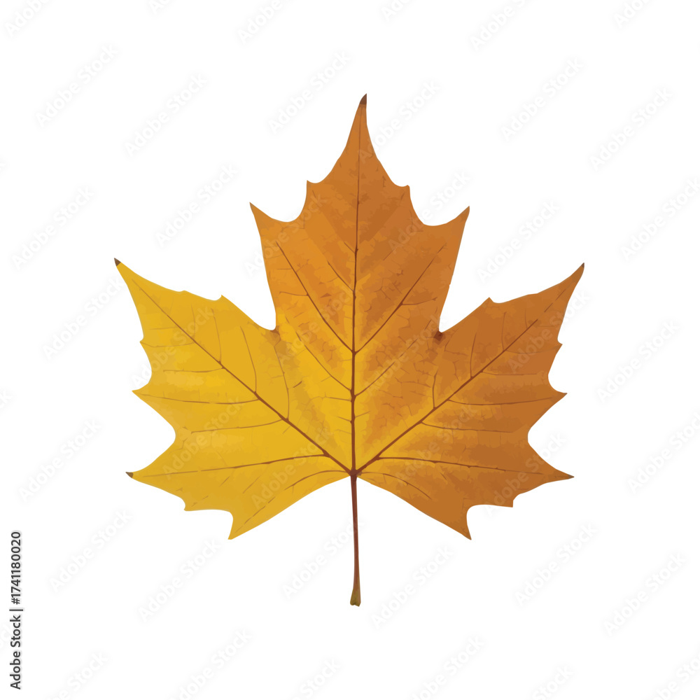 Fototapeta premium Golden yellow maple leaf symbolizing autumn beauty with delicate veins and rich texture