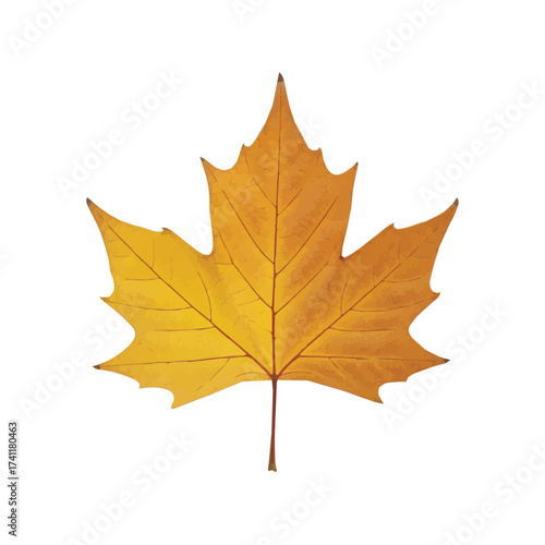 Autumn maple leaf with gentle gradient from yellow to orange representing fall transformation