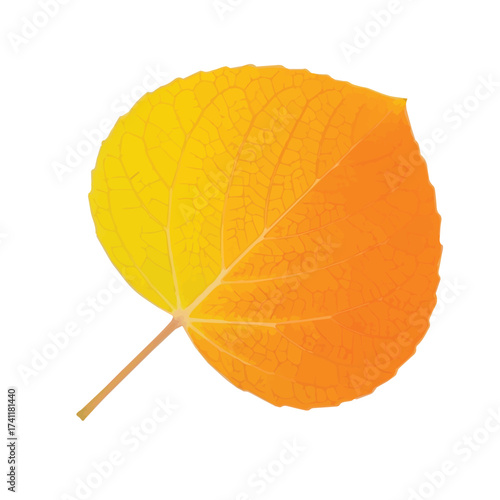 Bright orange round autumn leaf showing smooth surface and vibrant seasonal texture