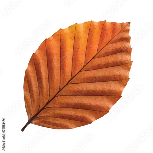 Orange brown beech leaf with detailed veins and curled sides representing autumn elegance