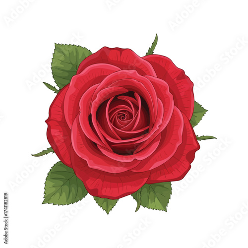 Romantic red rose in full bloom with soft petals and bright green leaves