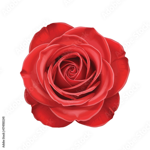 Beautiful deep red rose flower in full bloom showing elegant soft petals and romantic appearance