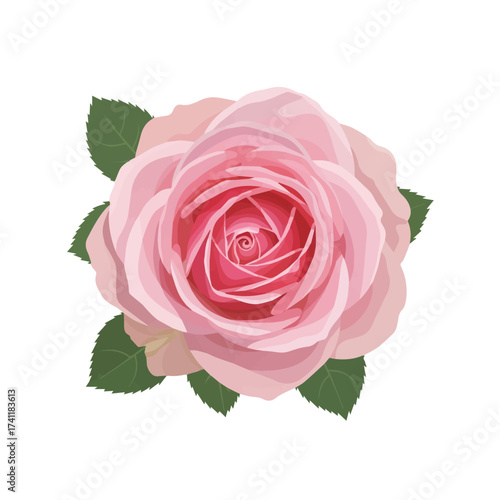 Light pink rose flower with soft gradient petals expressing tenderness and purity