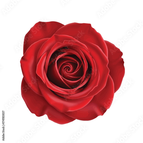 Classic red rose flower with tightly layered petals symbolizing deep love and timeless beauty