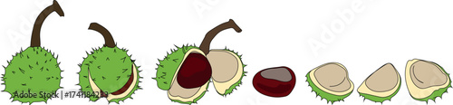 Stages of opening of ripe horse chestnut fruit isolated on white background	