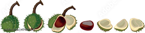 Stages of opening of ripe horse chestnut fruit isolated on white background	