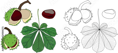Coloring page with parts of horse chestnut (Aesculus hippocastanum) plant: fruit, seed and green leaf in botanical illustration style isolated on white background	
