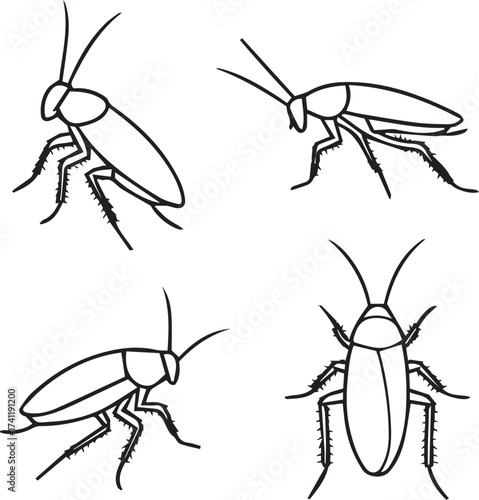 Cockroach Anatomy Sketches