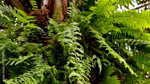 fern in the forest