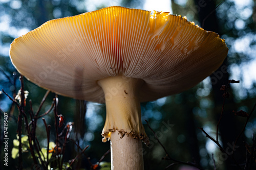 Lamellenpilz. Fliegenpilz und giftige Pilze. Fliegenpilz von unten Lamellen eines Pilzes