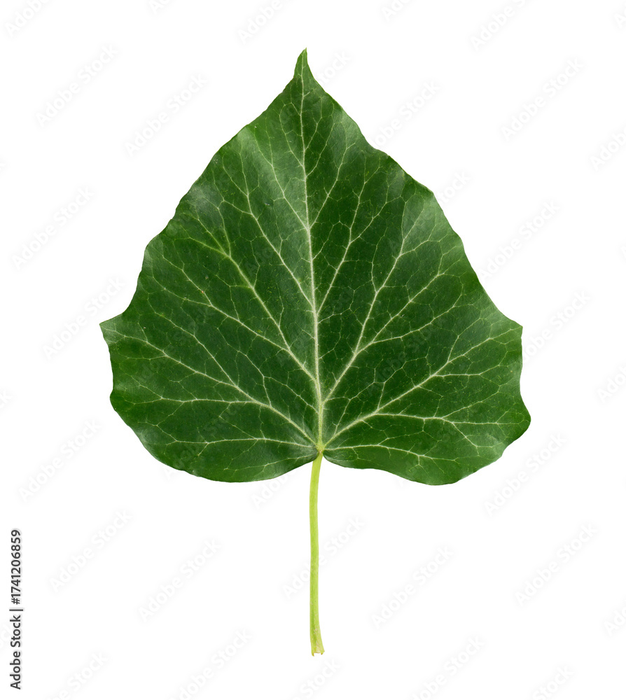 Fototapeta premium Green leaf with detailed veins on a transparent background