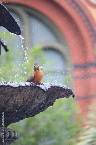 robin on a branch