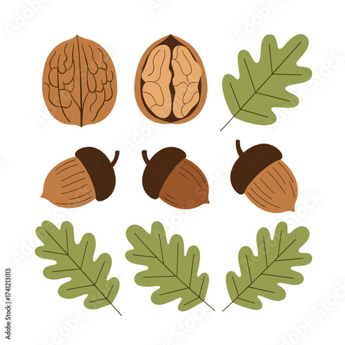 A collection of autumn acorns and oak leaves arranged in a pleasing pattern.