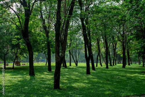 Wallpaper Mural Beautiful nature at morning with sun in big city park Torontodigital.ca