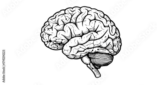 Intricate hand-drawn brain sketch with detailed lines and shading