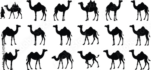 A collection of black dromedary camel silhouettes, on white background.