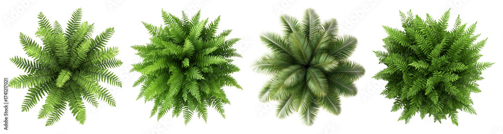 Naklejka premium PNG Lush green ferns top view, element set on transparent background