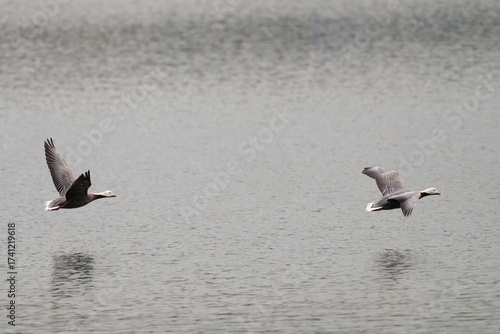 Two emperor geese flying low over water