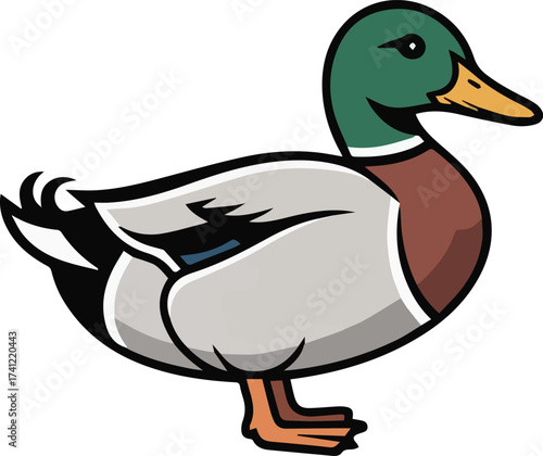 Mallard Duck Illustration Side View Standing