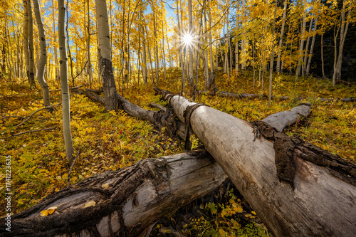 Sun shining through the yellow aspen forest with fallen trees trunk crossing on foreground during fall foliage. Beautiful golden autumn scenery in Colorado, United States