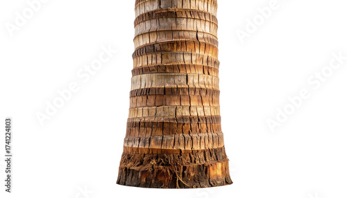 Close up of a textured palm tree trunk isolated on white background.