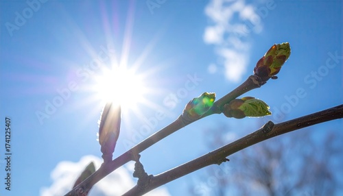 Close Up of Budding Tree Branch Against a Bright Sky in Springtime