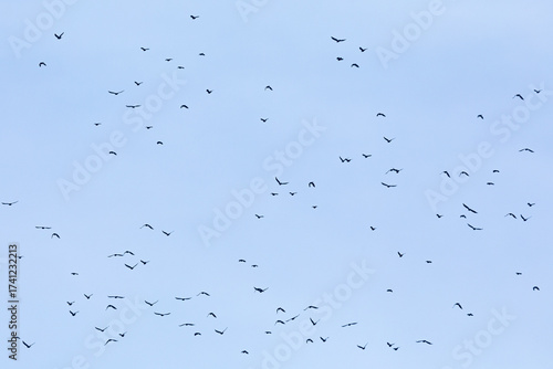 Canvastavla nuée d'oiseaux