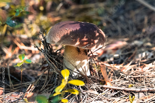 Autumn mushroom