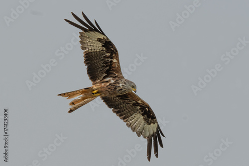 Red kite